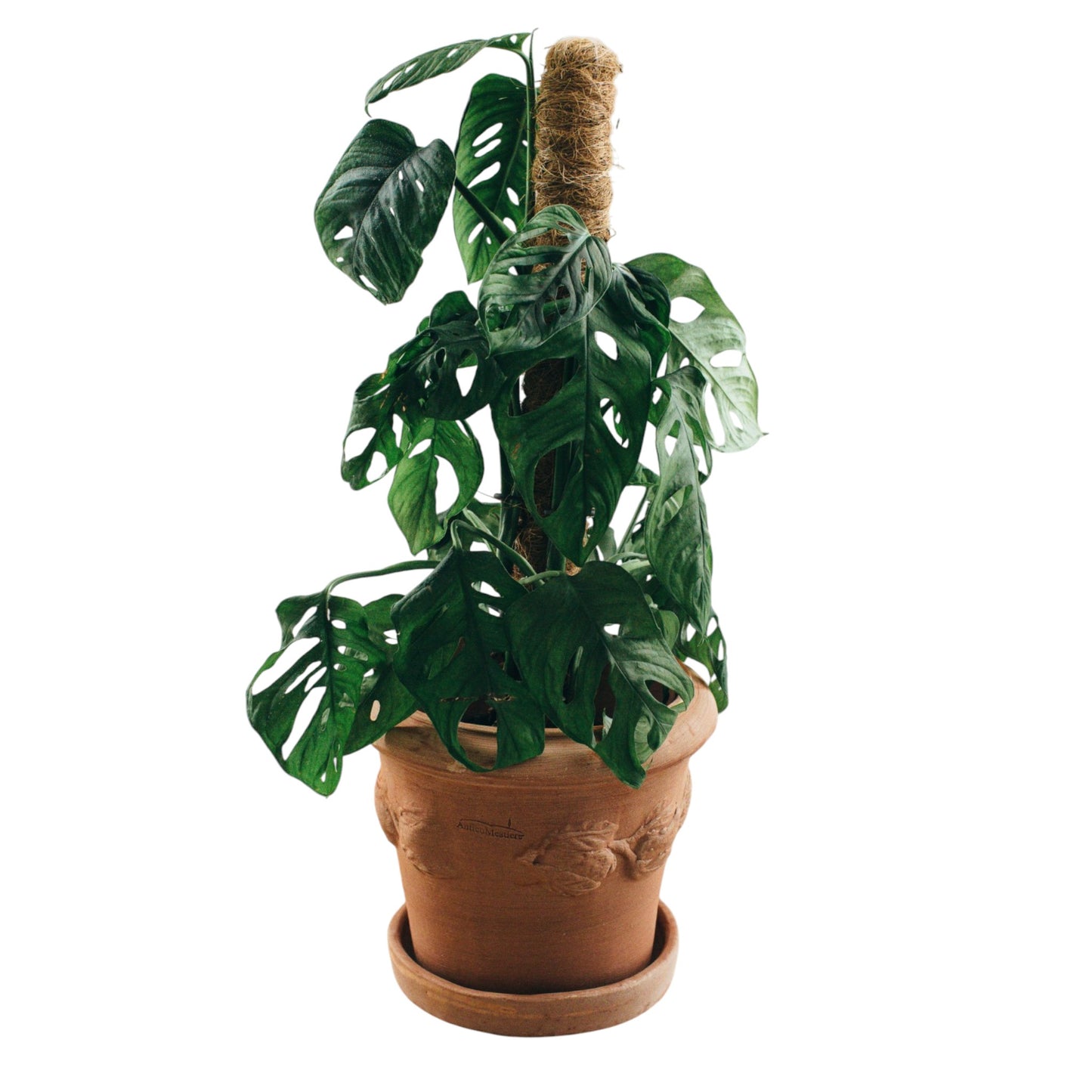 Terrakotta Blumenkübel Limoni Toscana 30 mit Teller