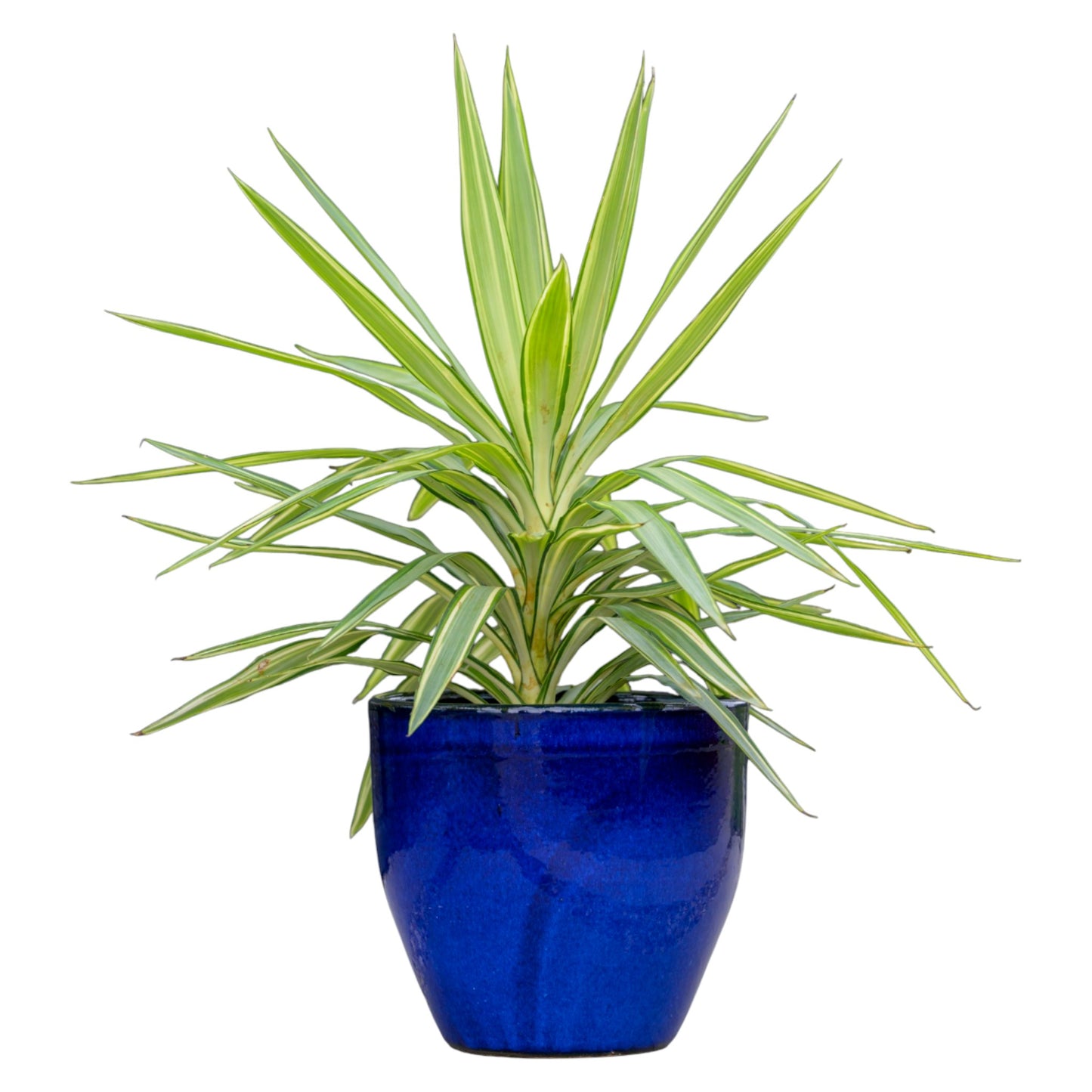 Blumentopf Pflanzgefäß Modell "EggPot" 30cm Keramik Royal Blau