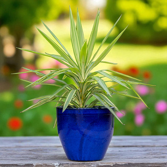 Pflanzgefäß Modell "EggPot" 37cm aus Keramik in Royal Blau