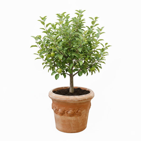 Blumentopf Pflanzentopf Terrakotta Limoni Toscana 60