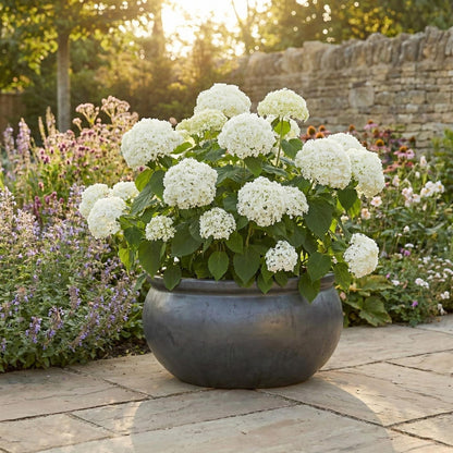 Pflanzschale flach "Anthrazit" – Ø 24, 35, 46 cm – Frostfestes Steinzeug