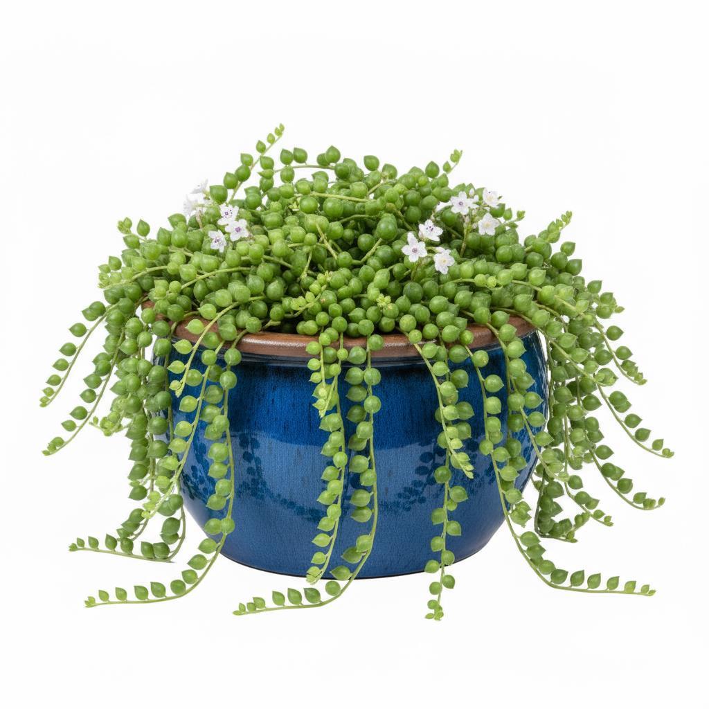 Keramik Pflanzschale "Bavaria" Royal Blau mit Rand – Wählbare Größen