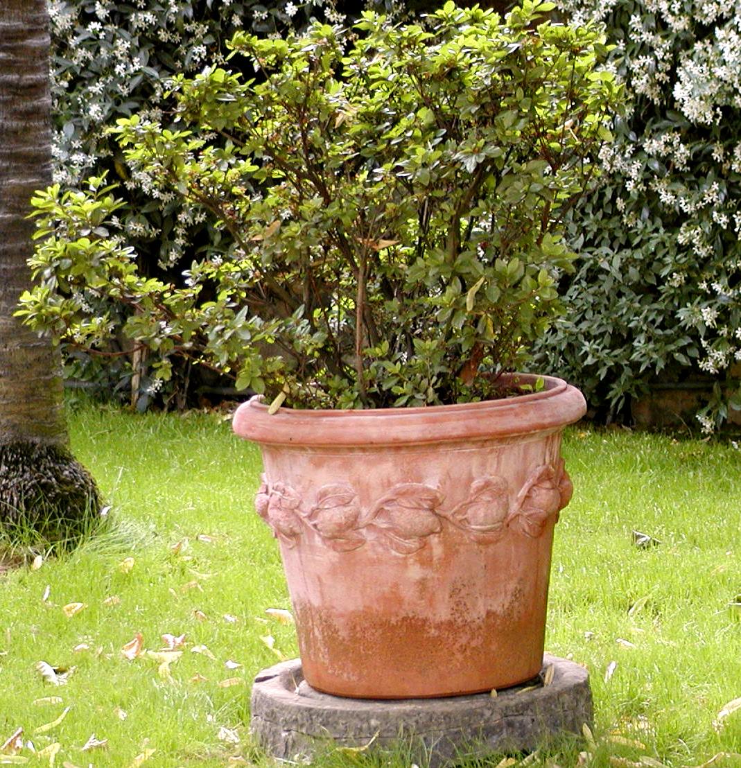 2 X Siena Limoni 80 cm