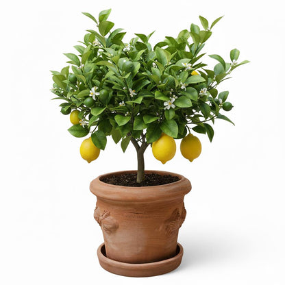 Terrakotta Blumenkübel Limoni Toscana 30 mit Teller