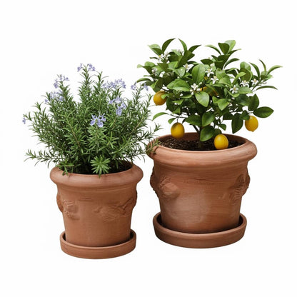 Terrakotta Blumenkübel Limoni Toscana 30 mit Teller