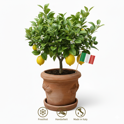 Terrakotta Blumenkübel Limoni Toscana 30 mit Teller
