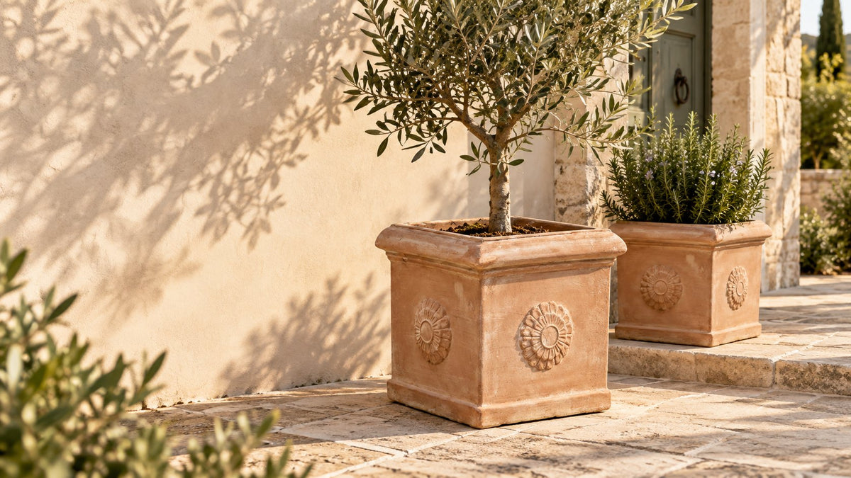 Quadratische Cubo-Rosone-Pflanzgefäße aus Terrakotta mit Olive und Kräutern