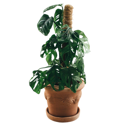 Terrakotta Blumenkübel Limoni Toscana 30 mit Teller